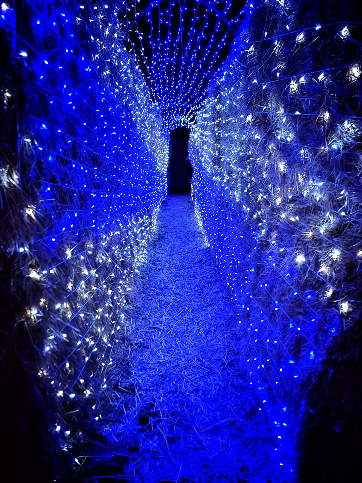 Lost in Christmas Admission to Shindig Farms