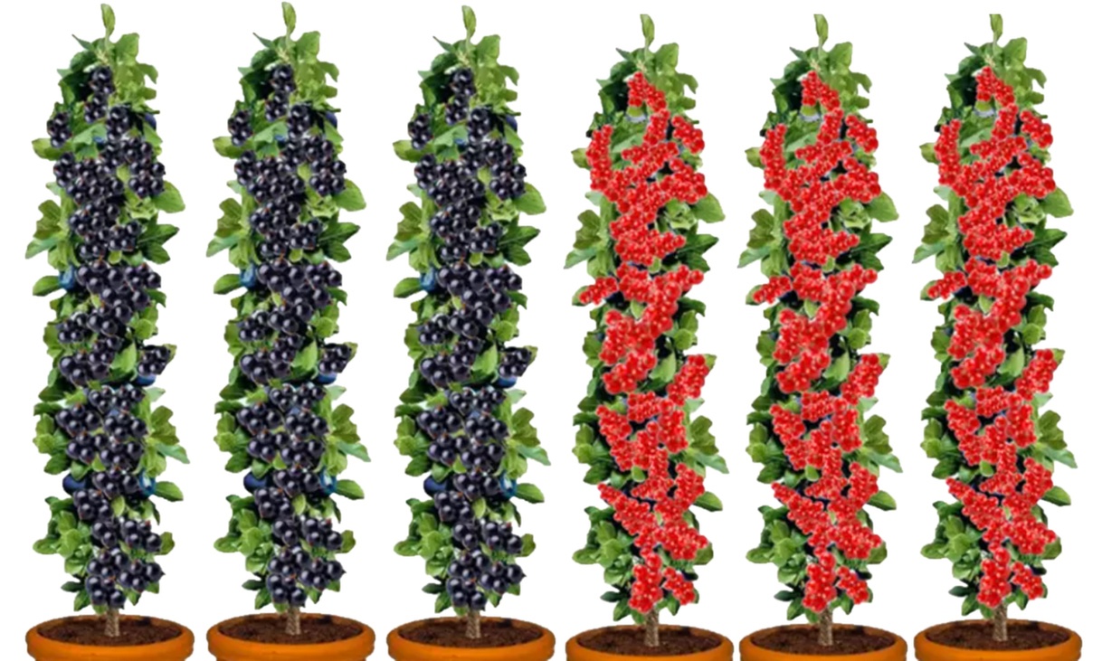 3x oder 6x rote und/oder schwarze Johannisbeeren