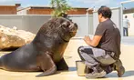 Entrées adulte et enfant au choix au Zoo Refuge La Tanière