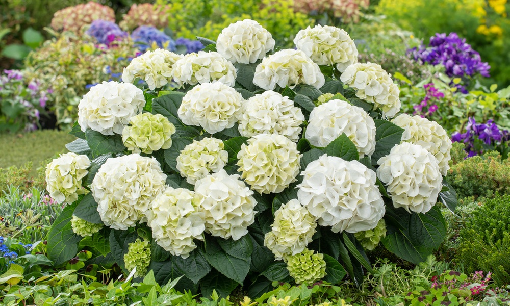 3er- oder 6er-Set Hortensien