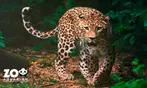 Zoo Aquarium de Madrid: una entrada para adulto, infantil o sénior