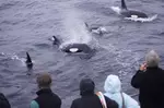 Book Now & Save 10% on Monterey Bay Whale Watching Tours