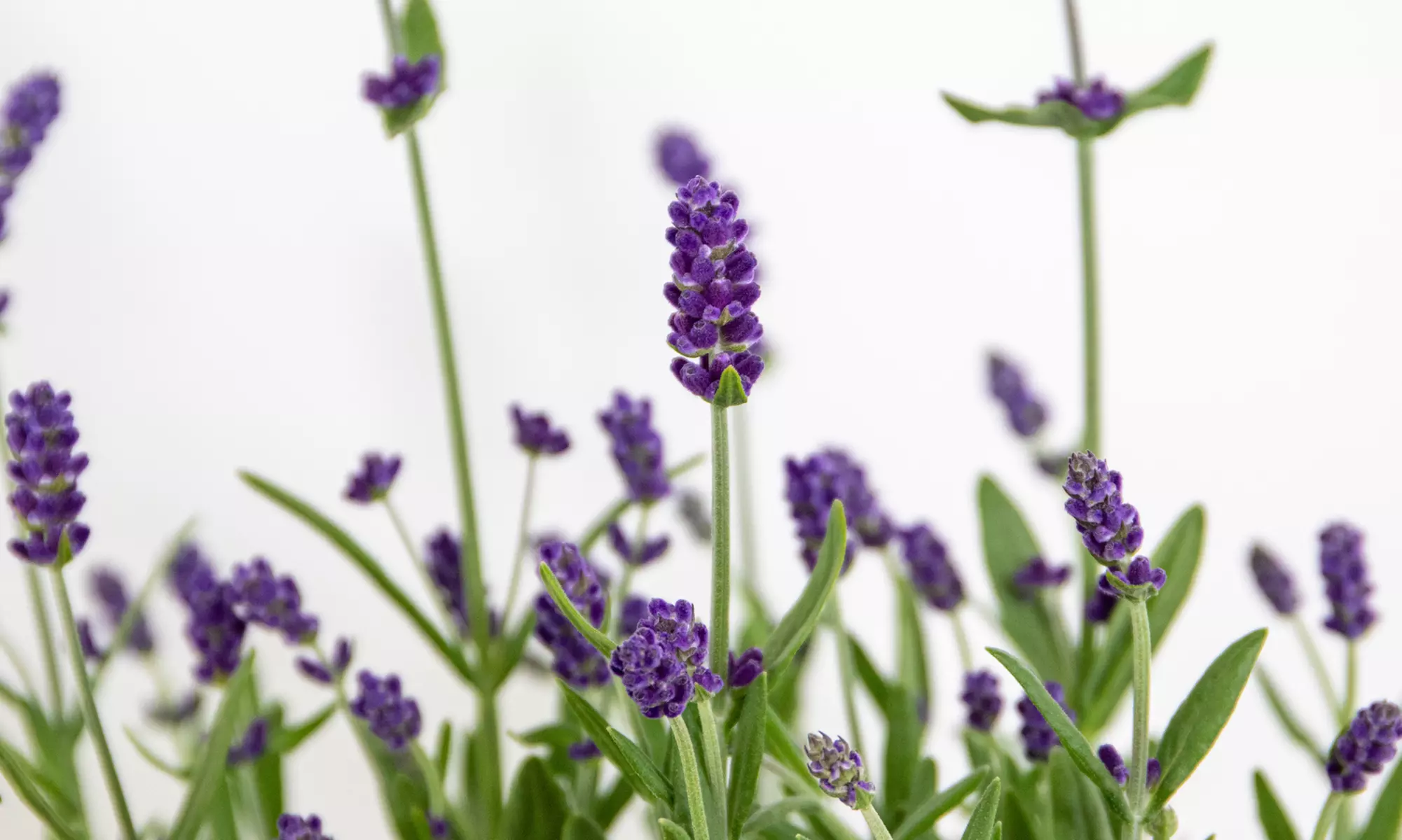 3er oder 6er set XL Lavendel Pflanzen