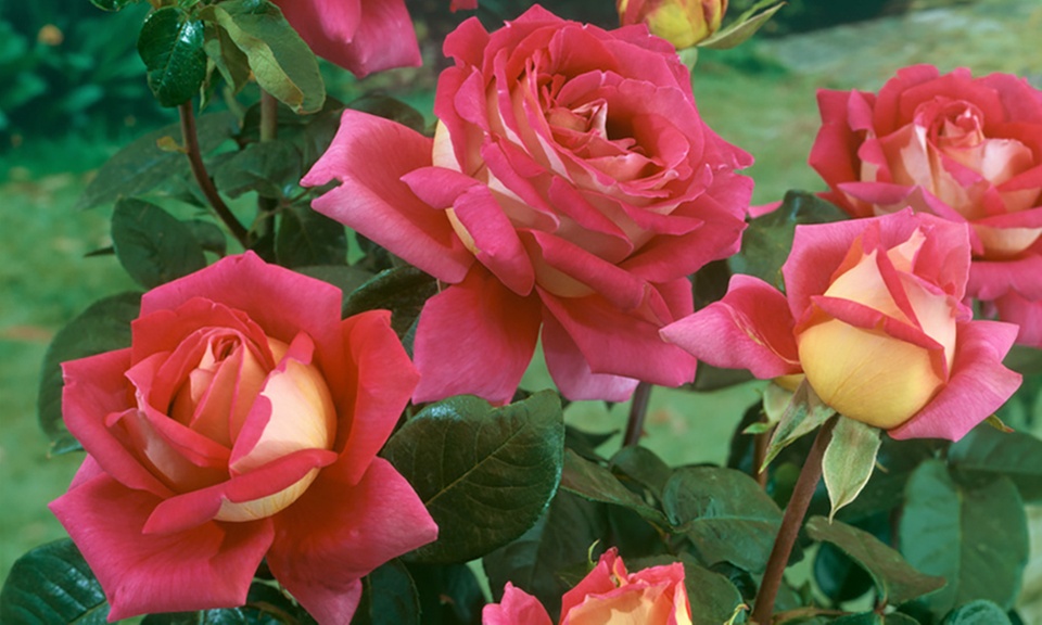 4x großblütige Rose