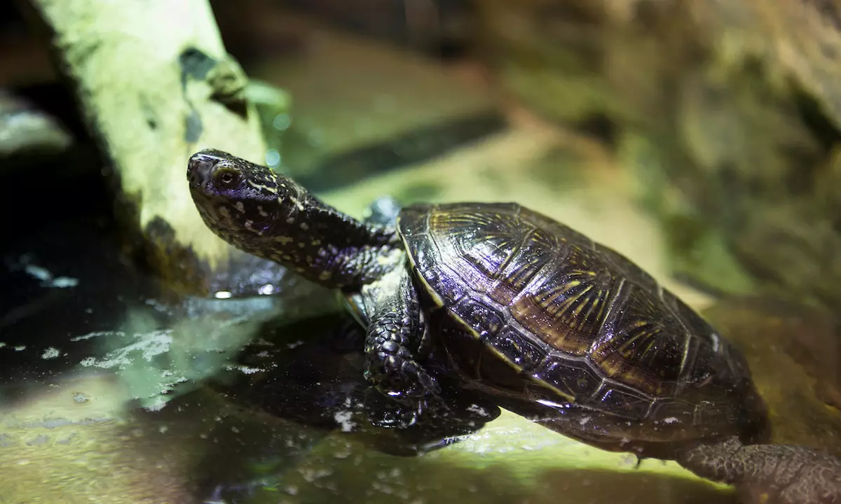Ticket für 1 Kind oder 1 Erwachsenen für das „SEA LIFE Speyer“