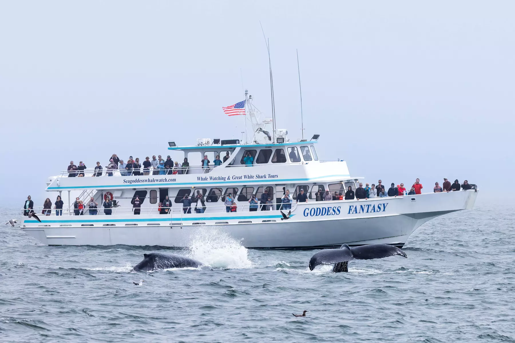 Monterey Bay Whale Watching Tour Deals & Discounts