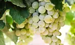 Splash Wines: 15 or 18-Bottle Ultimate White Wine Sampler