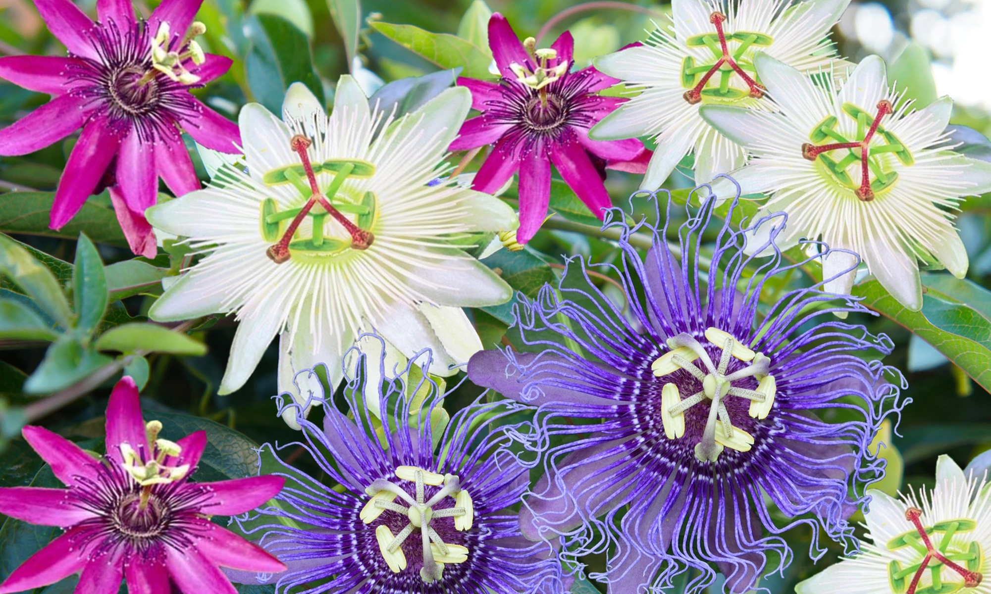 1x oder 2x 3er-Mix-Set Passionsblumen