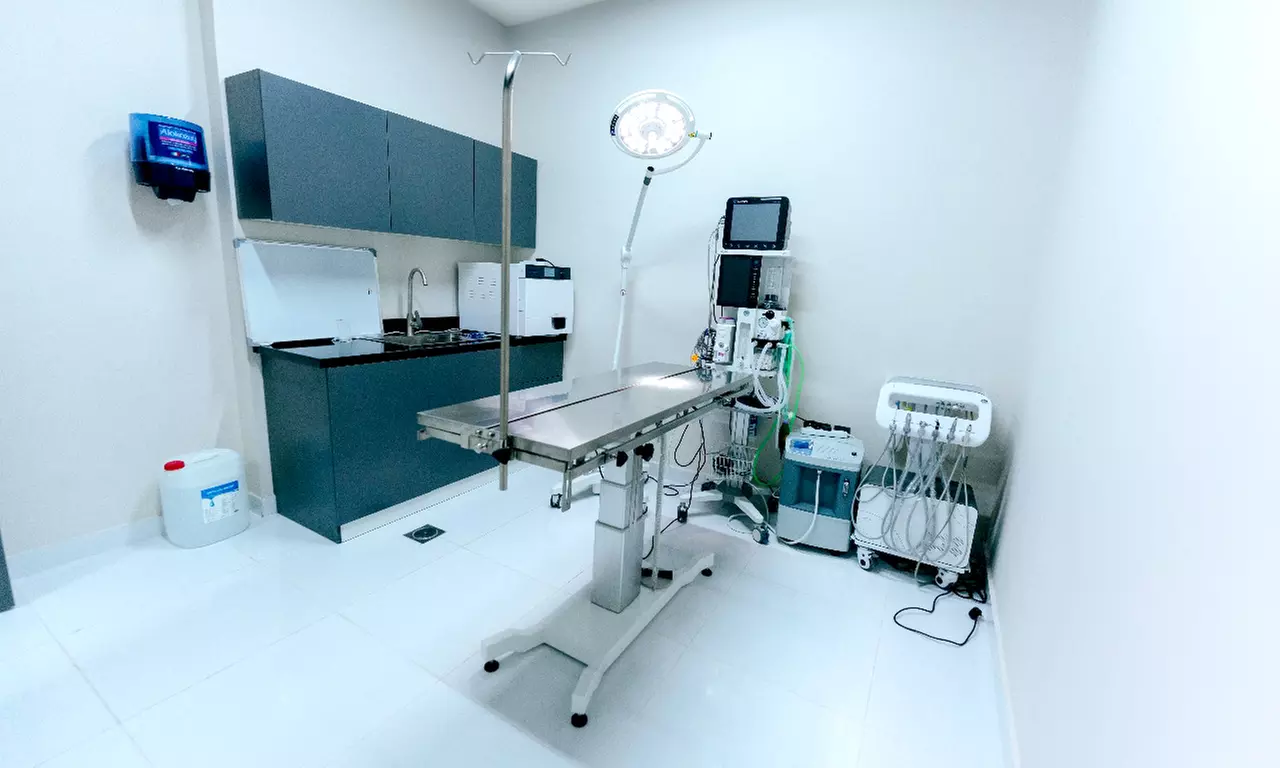 Full Grooming for Cat or Small Dog, Medium or Large Dog