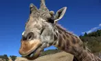 Drive-Thru Wildlife Safari Discount Tickets & Deals – Winston, Oregon
