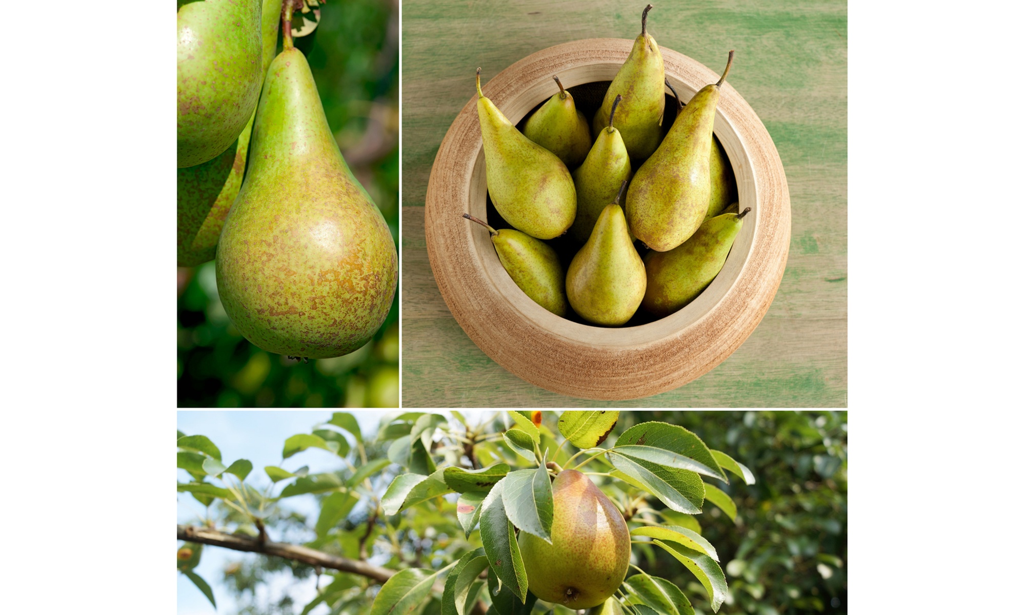 Set di 3 piante da frutto XXL di pere Conference