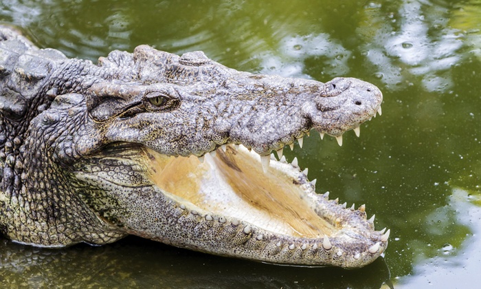 Le Bonheur Crocodile Farm Private Sale Deal Of The Day 