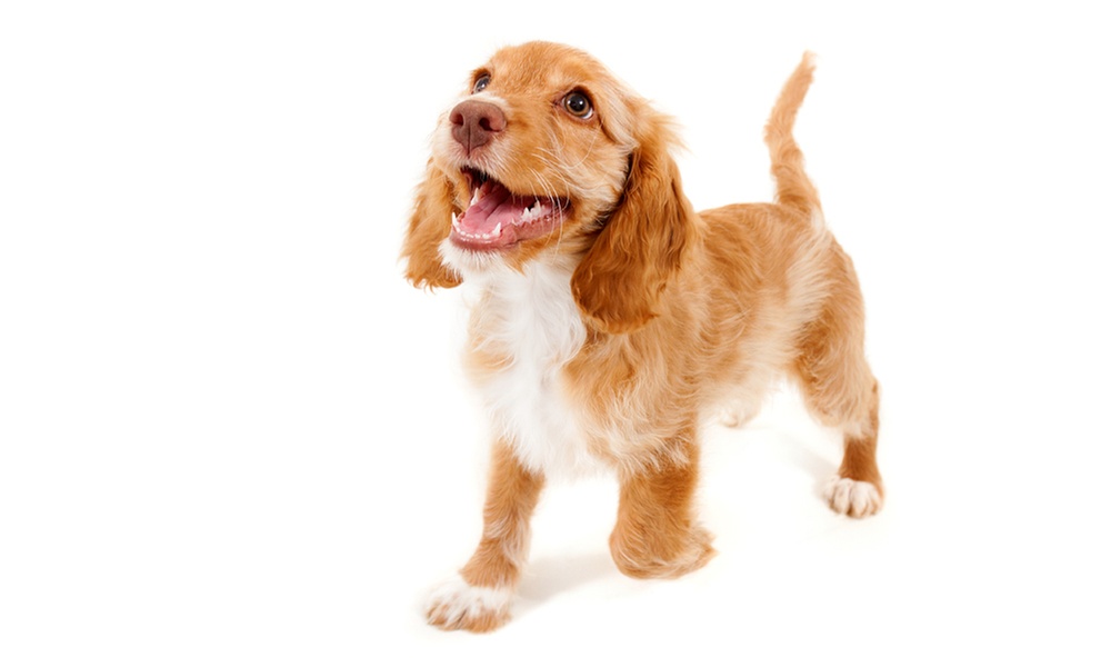 Studio Pet Photoshoot