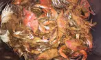 Fresh Maryland Blue Crabs: Premium Seafood Delivered!