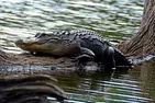 Everglades Airboat Tour Deals & Discounts