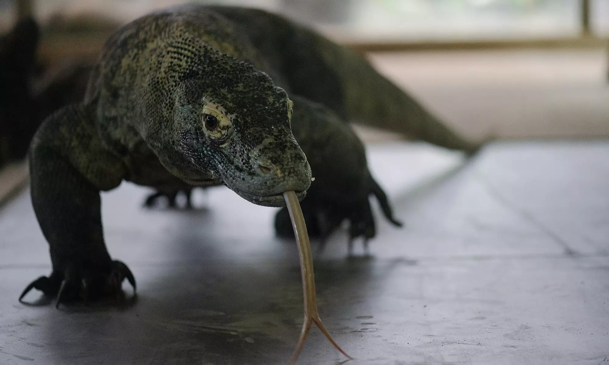 Entrée en famille à Touroparc Zoo : zoo et attractions