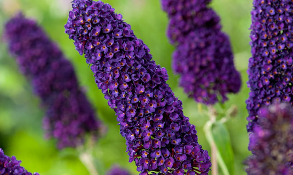 3x oder 8x Schmetterlingsflieder „Buddleja davidii"