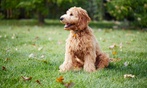 Learn Dog Behavior and Training Online Certification Course