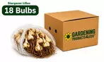 Flower Bulb Collections: Bleeding Hearts, Baby's Breath, Gladiolus, Bee & Butterfly Garden