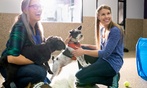 Online Pet Care Courses: Choose One or Explore All Six Options