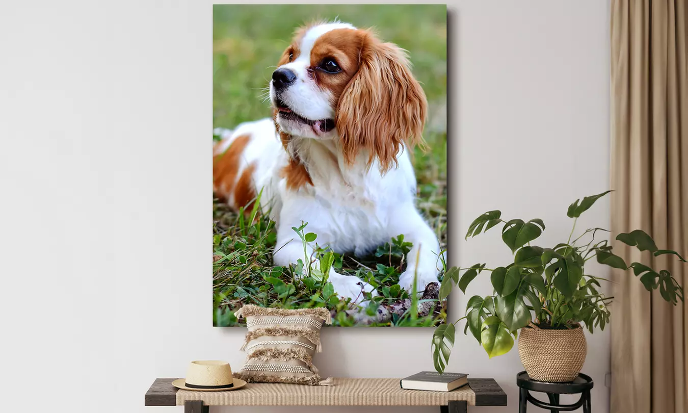 Van camera naar canvas: hang je favoriete foto aan de muur