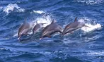 Up to 20% Off on Snorkeling at Sea Quest Rafting and Snorkeling Adventures