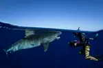 Up to 20% Off on Shark Diving at Hawaii Adventure Diving