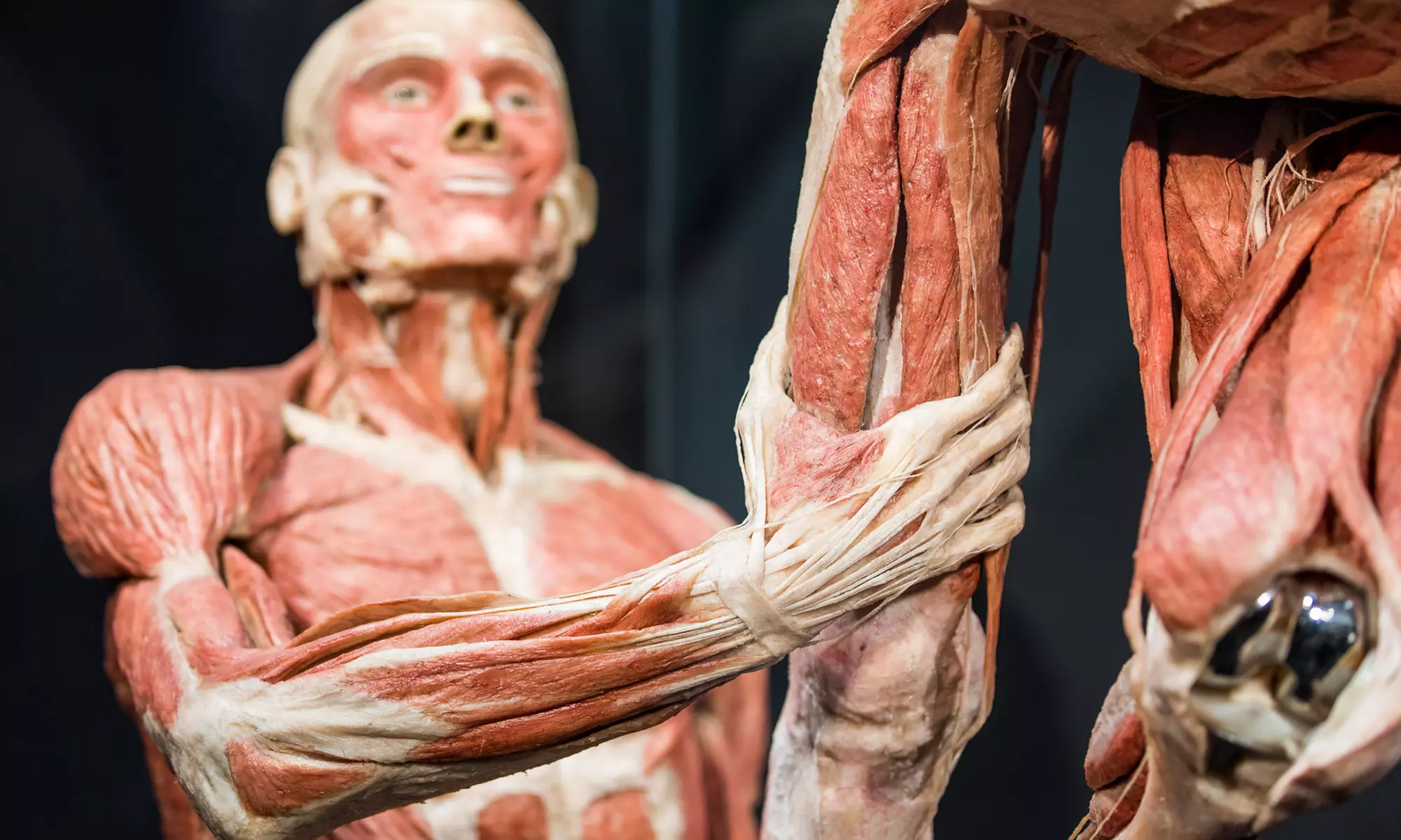 Erlebe den menschlichen Körper: Ticket für Körperwelten Amsterdam