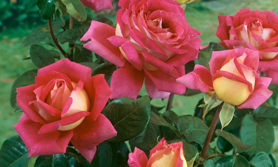 4er-Set großblütige Duftrosen