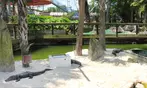 Mini-Golf Deals For One, Two, Three, or Four - Play Among Live Gators (Up To 50% Off)