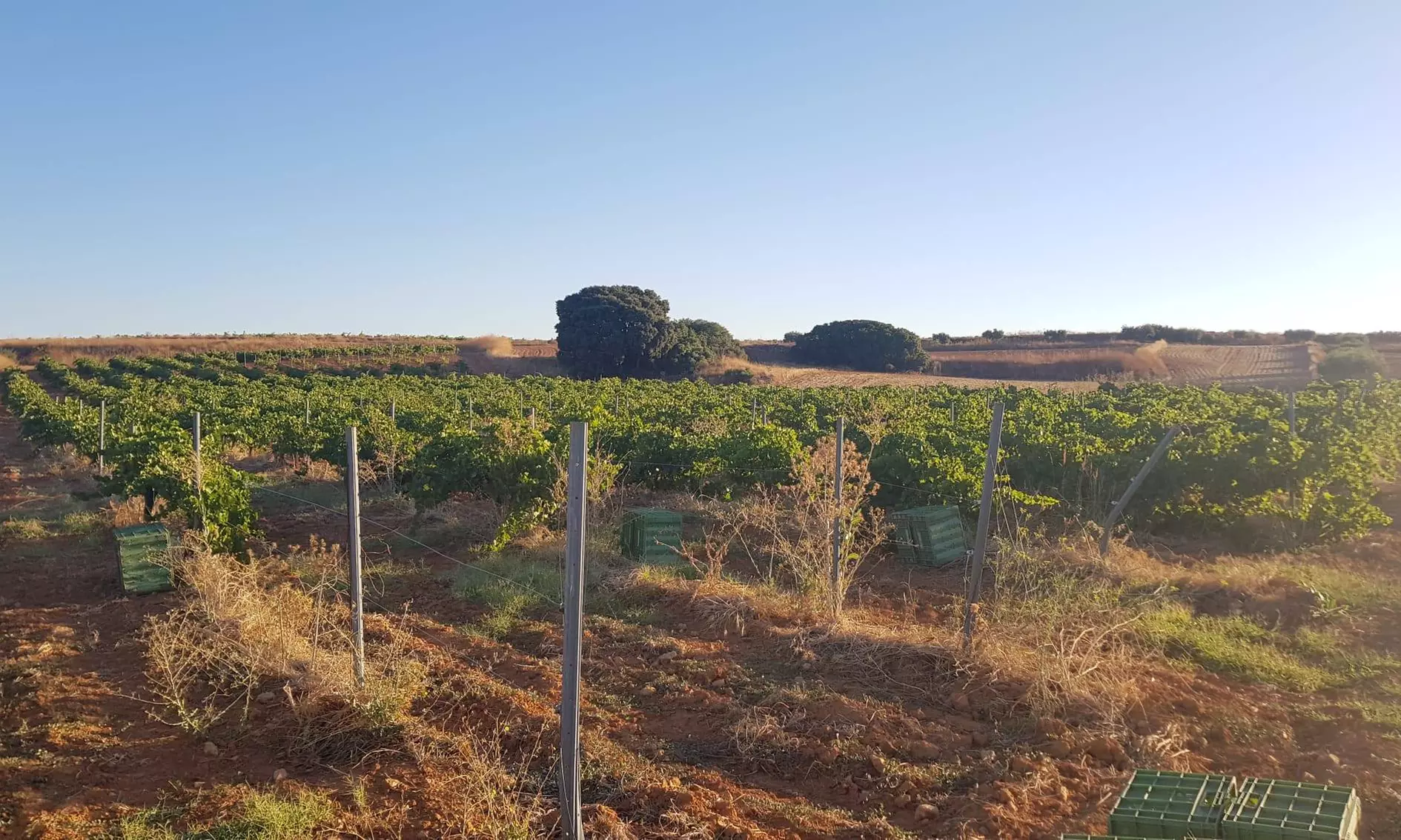Visita guiada y cata de vinos en Bodegas Jesús Díaz e Hijos