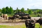 Drive-Thru Safari Deals & Discounts with BBQ Lunch