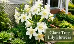 Perennial Lillies For Your Garden: Three Different Options to Gift