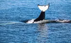 3-4 Hour Guaranteed Whale Watch Tour with Island Adventures