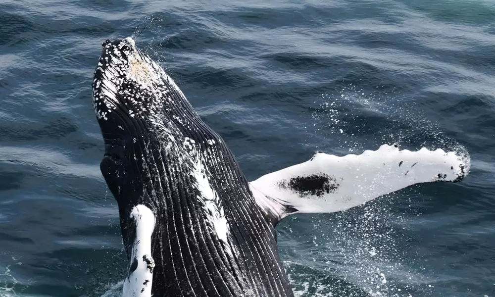 Experience Whale Watch Experience of a lifetime in Boston