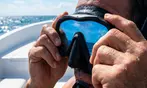 Cageless Shark Snorkeling – Oahu's North Shore, Hawaii