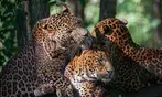 Découvrez Lumigny Safari Réserve et Terre de Singes