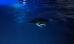 2-Hour Manta Ray Night Snorkel Adventure in Kona Waters