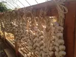 Up to 25% Admission to Washington State Garlic Fest
