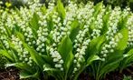 Perennial Lillies For Your Garden: Three Different Options to Gift