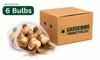 Perennial Lillies For Your Garden: Three Different Options to Gift