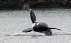 3-4 Hour Guaranteed Whale Watch Tour with Island Adventures