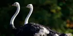 Wow safari thoiry : billet adulte ou enfant