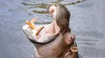Découvrez plus de 300 animaux au zoo de Maubeuge