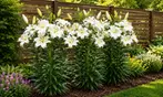 Perennial Lillies For Your Garden: Three Different Options to Gift