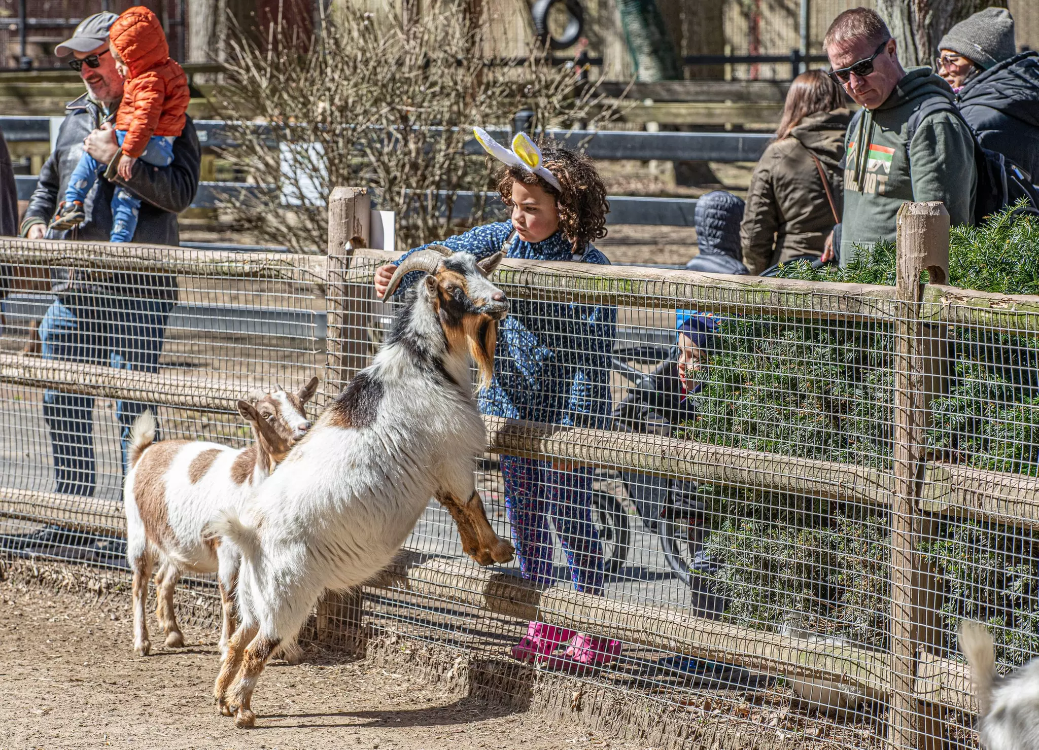 Get Close to Wildlife Adventures & Animal Encounters in Springfield