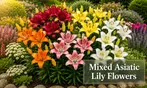 Perennial Lillies For Your Garden: Three Different Options to Gift