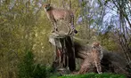 Découvrez Lumigny Safari Réserve et Terre de Singes