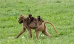 Découvrez Lumigny Safari Réserve et Terre de Singes