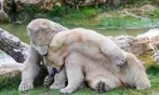 Découvrez Lumigny Safari Réserve et Terre de Singes